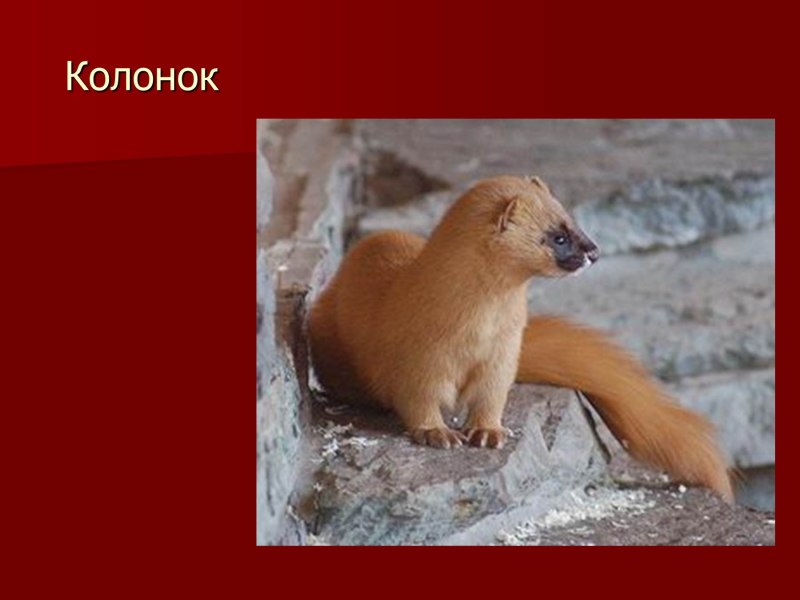 Животные красной книги Оренбургской области