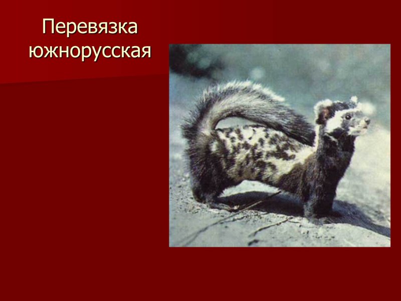 Перевязка Южнорусская красная книга Оренбургской области