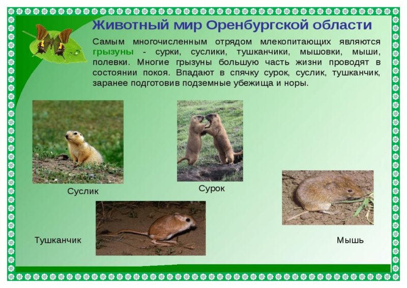 Животные Оренбургской области