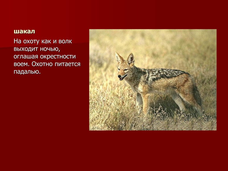 Животные из красной книги Оренбургской области