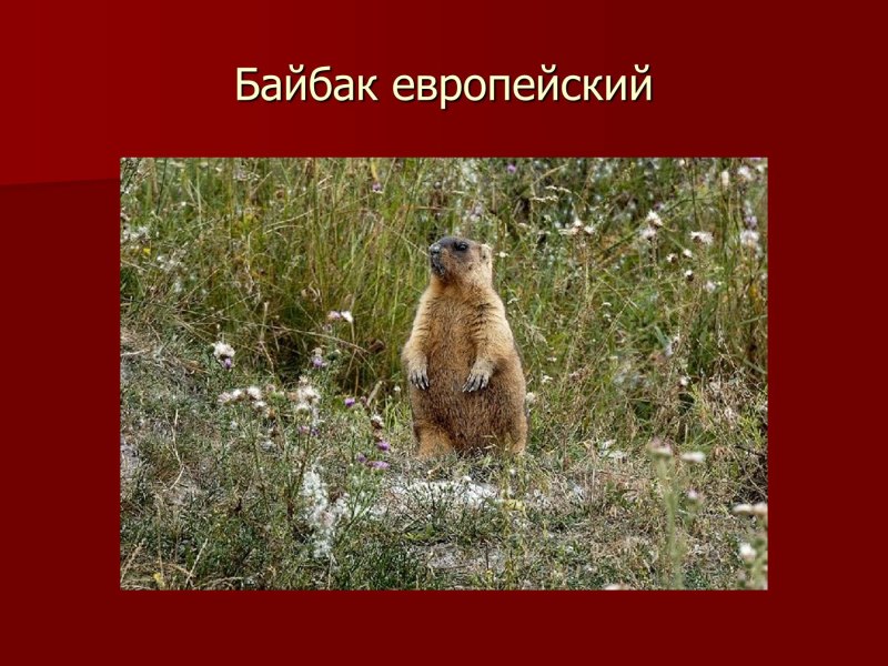 Животные Оренбургской области занесенные в красную