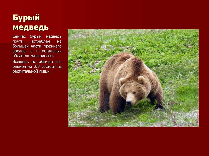 Бурый медведь в Оренбургской области