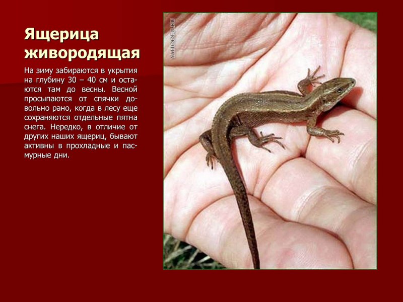 Живородящая ящерица красная книга