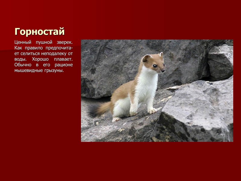 Животные Оренбургской области занесенные в красную книгу
