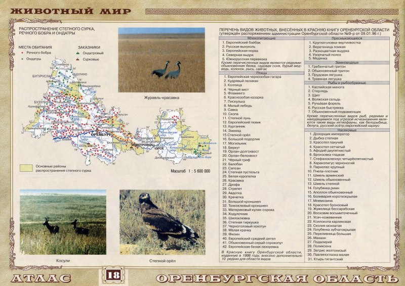 Оренбургский район карта животный мир
