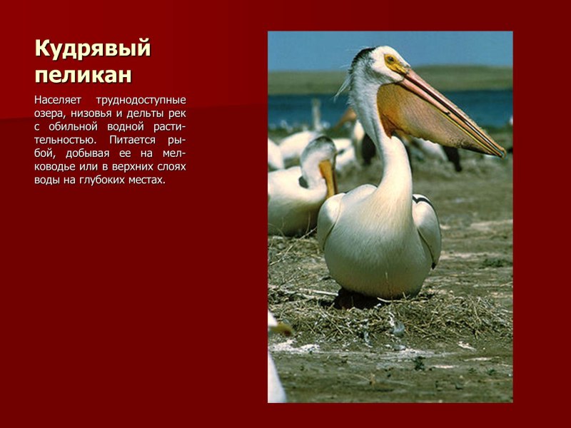 Кудрявый Пеликан красная книга Волгоградской области