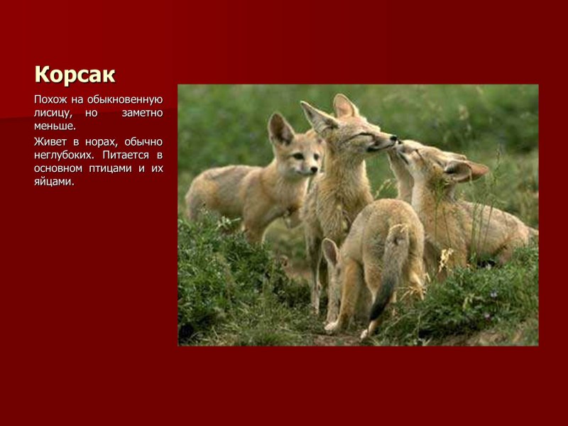 Животные Оренбургской области занесенные в красную книгу