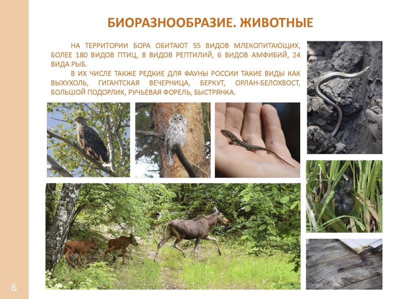 Животные Бузулукского Бора