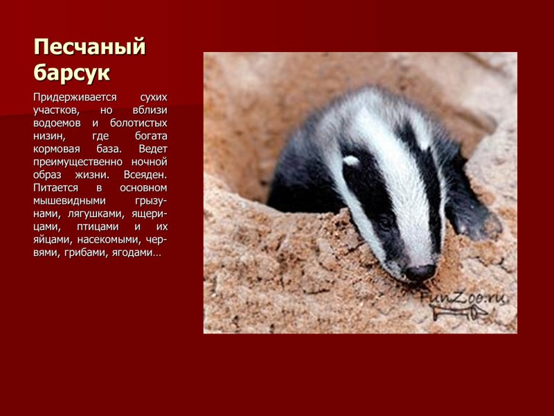 Животные красной книги Оренбургской области