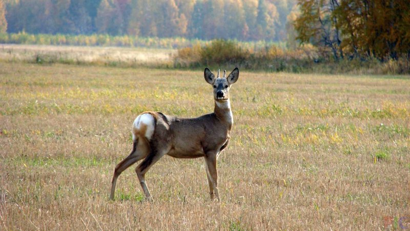 Сибирская косуля Гуран