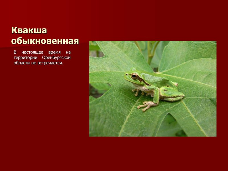 Животные Оренбургской области занесенные в красную книгу