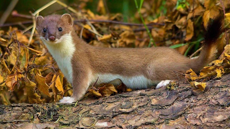 Ласка (Mustela nivalis)