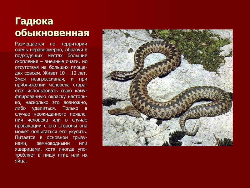Обыкновенная гадюка красная книга Татарстана