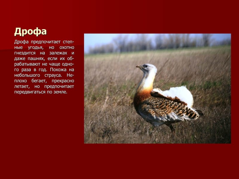 Дрофа красная книга Оренбург