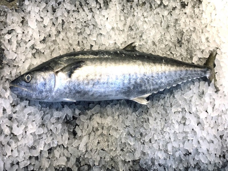 Spanish Mackerel