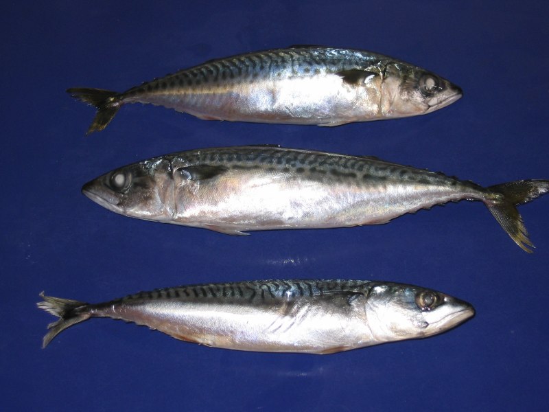 Отолиты Scomber japonicus 生物学