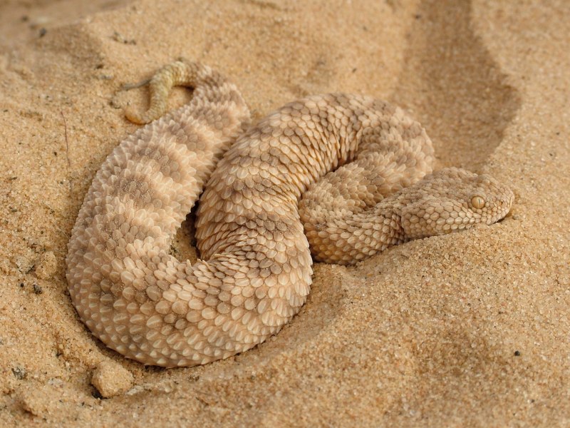 Гадюка Авиценны cerastes Vipera