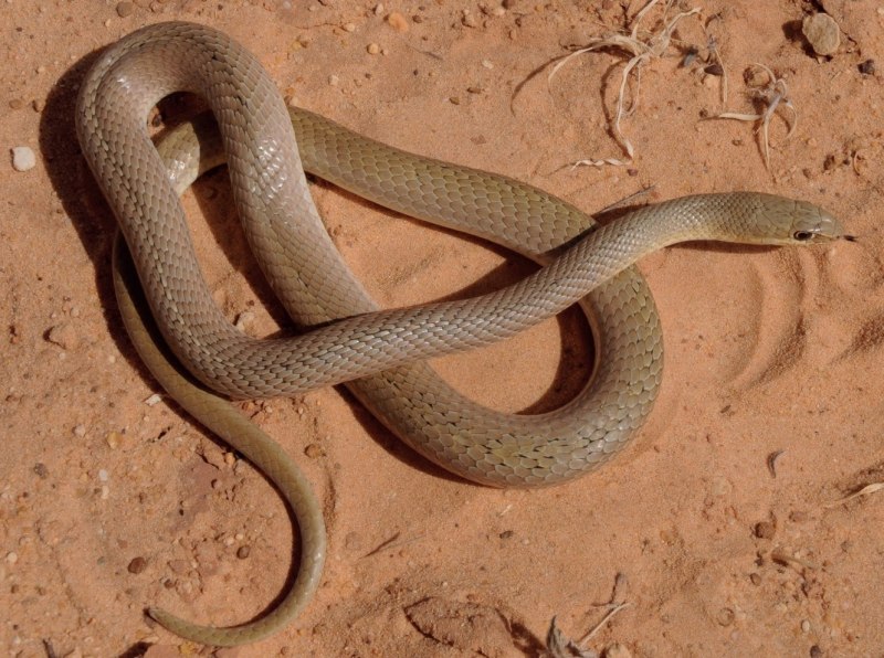 Psammophis sibilans
