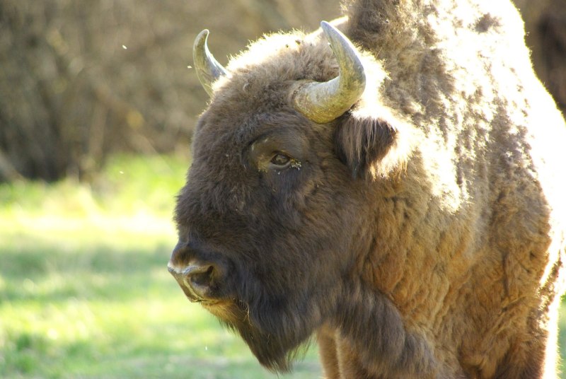 Bison bonasus caucasicus