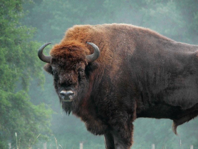 ЗУБР Bison bonasus
