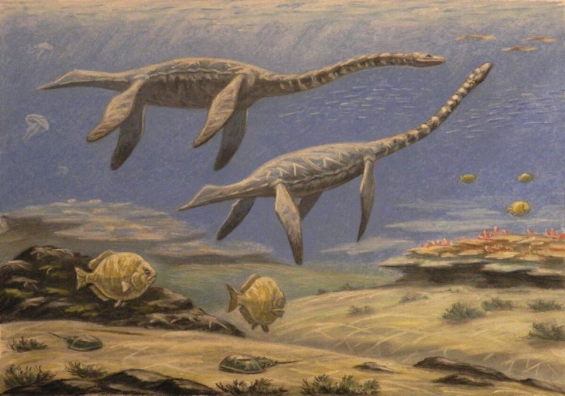 Plesiosaurus dolichodeirus