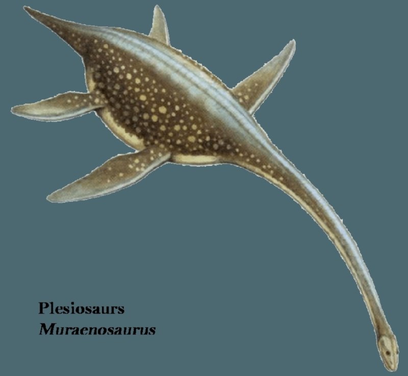 Muraenosaurus SP.