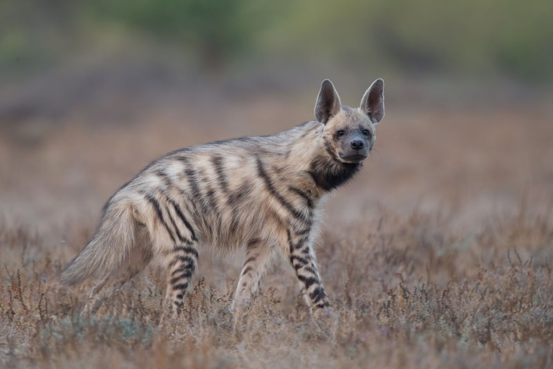 Полосатая гиена (Hyaena Hyaena)