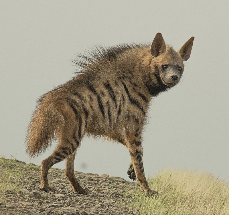Полосатая гиена (Hyaena Hyaena)
