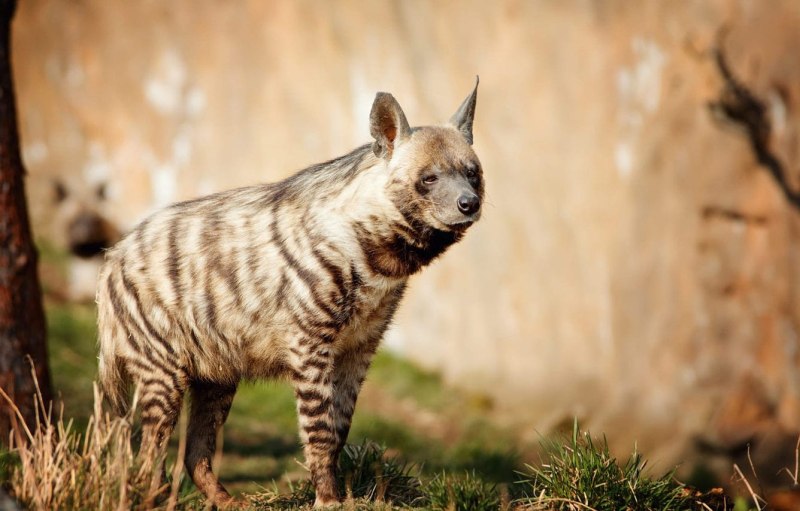 Полосатая гиена Нyaena Hyaena