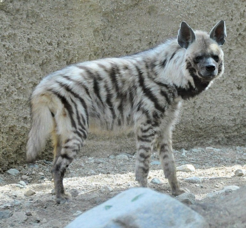 Кавказская гиена
