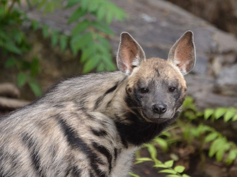 Полосатая гиена Нyaena Hyaena