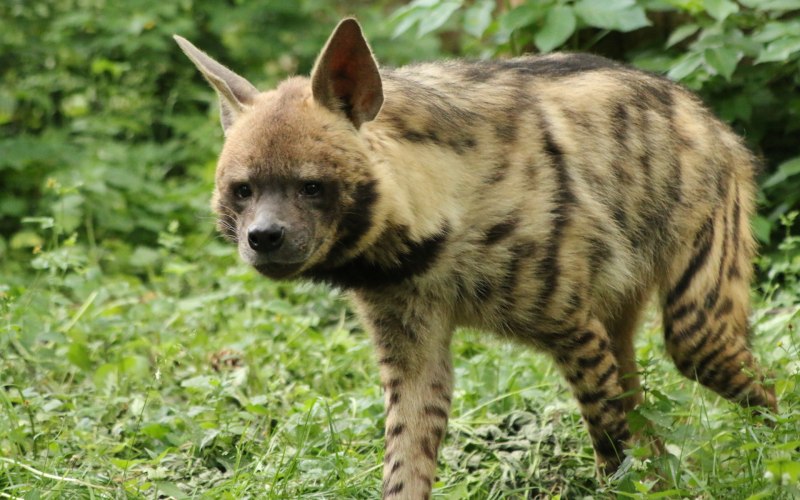 Полосатая гиена (Hyaena Hyaena)