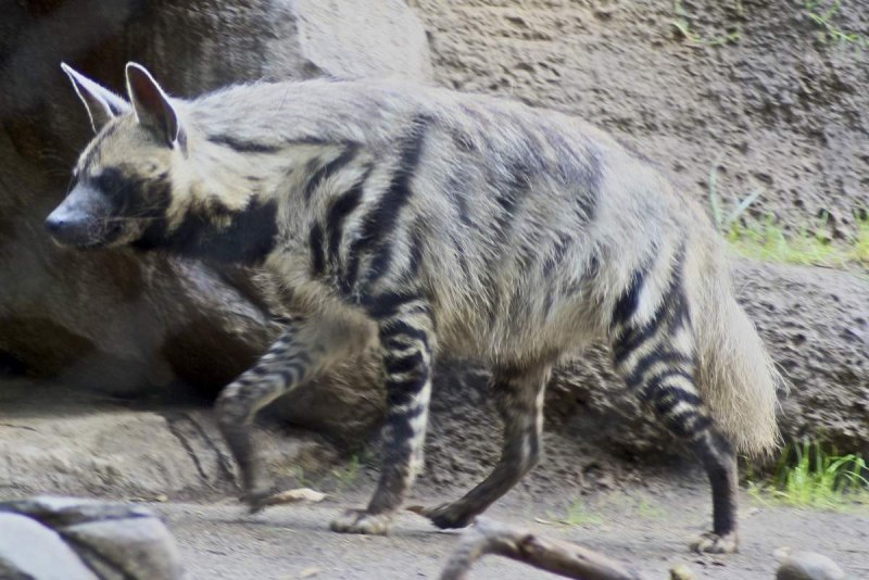 Полосатая гиена (Hyaena Hyaena)