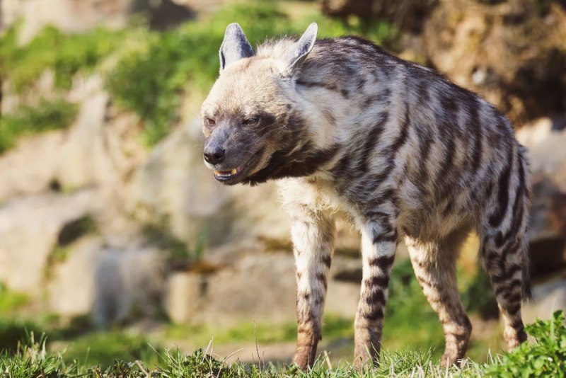 Полосатая гиена Нyaena Hyaena