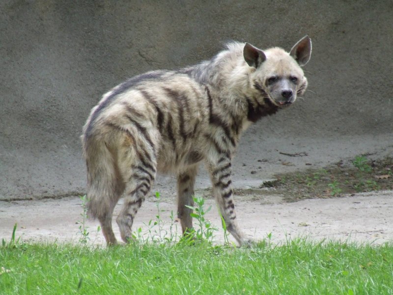 Полосатая гиена (Hyaena Hyaena)