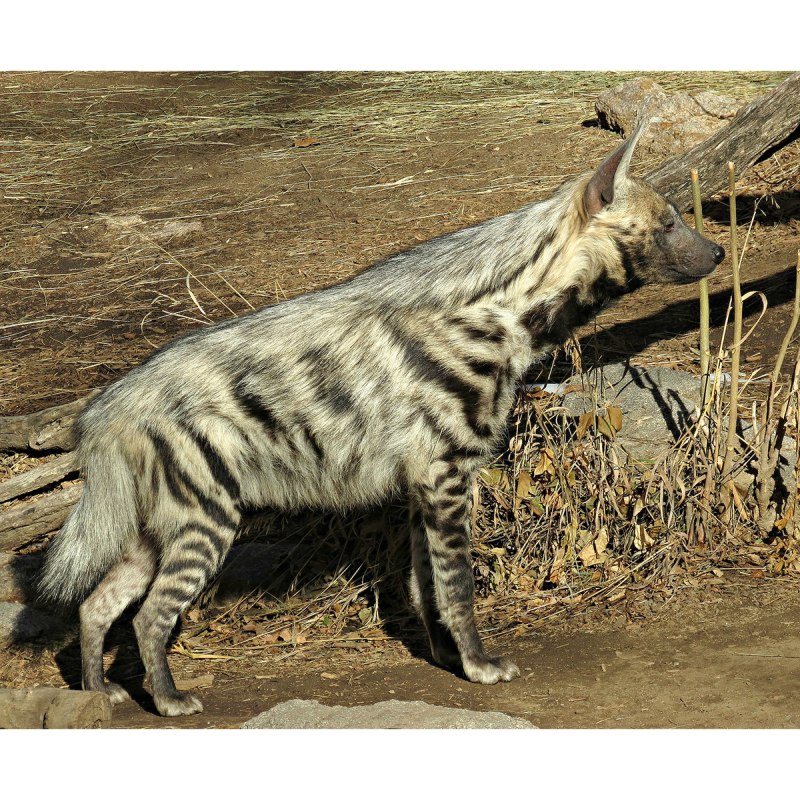 Полосатая гиена (Hyaena Hyaena)