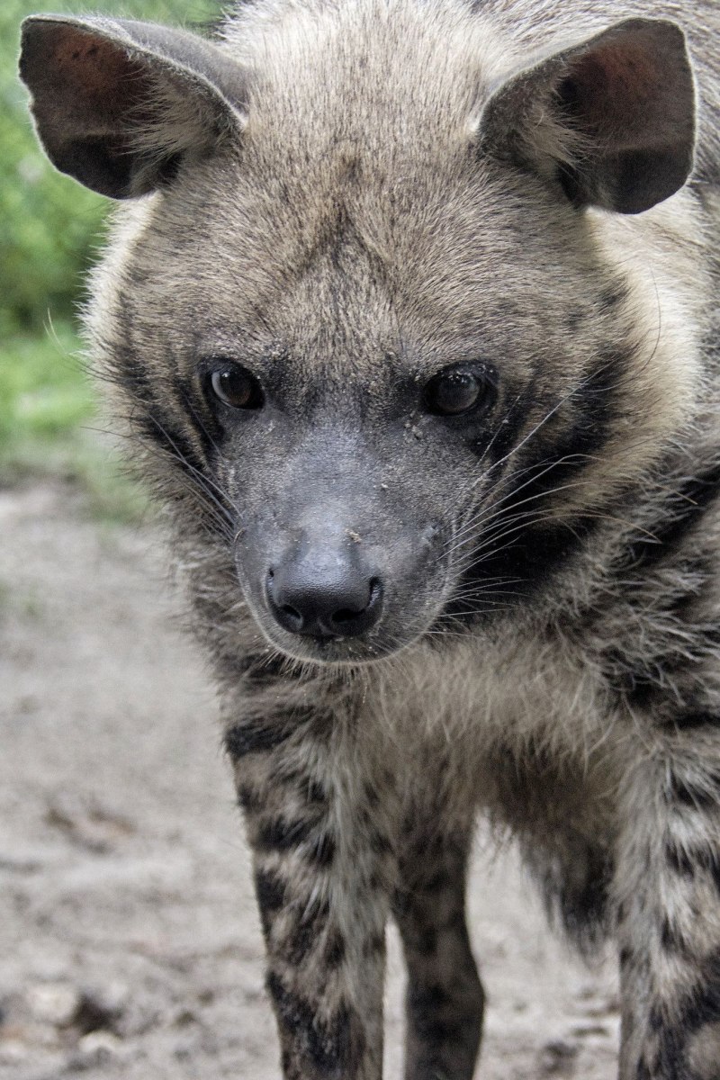 Полосатая гиена (Hyaena Hyaena)