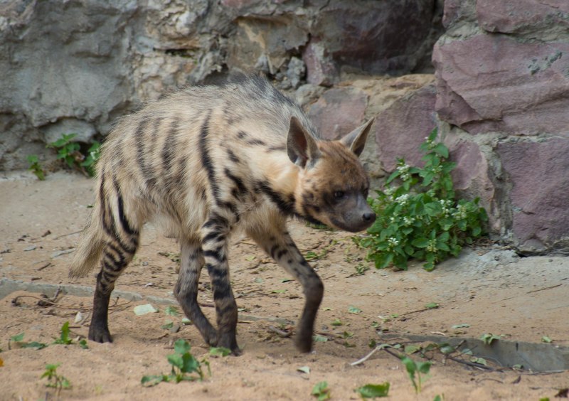 Полосатая гиена (Hyaena Hyaena)