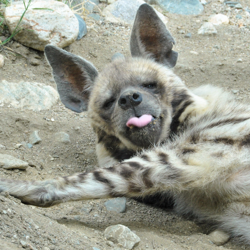 Полосатая гиена Нyaena Hyaena