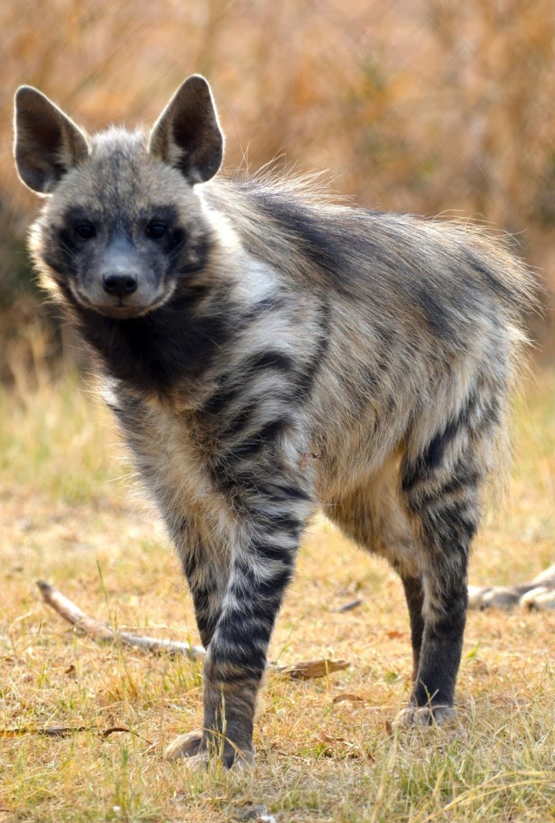 Полосатая гиена Нyaena Hyaena