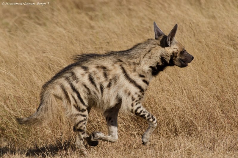 Полосатая гиена (Hyaena Hyaena)