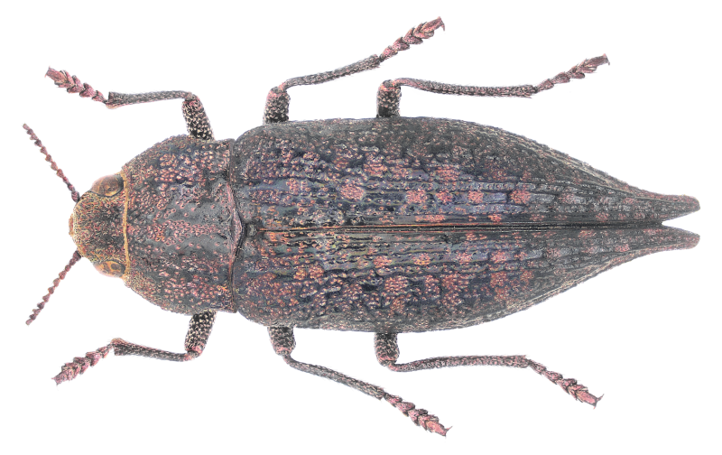 Anabolia furcata