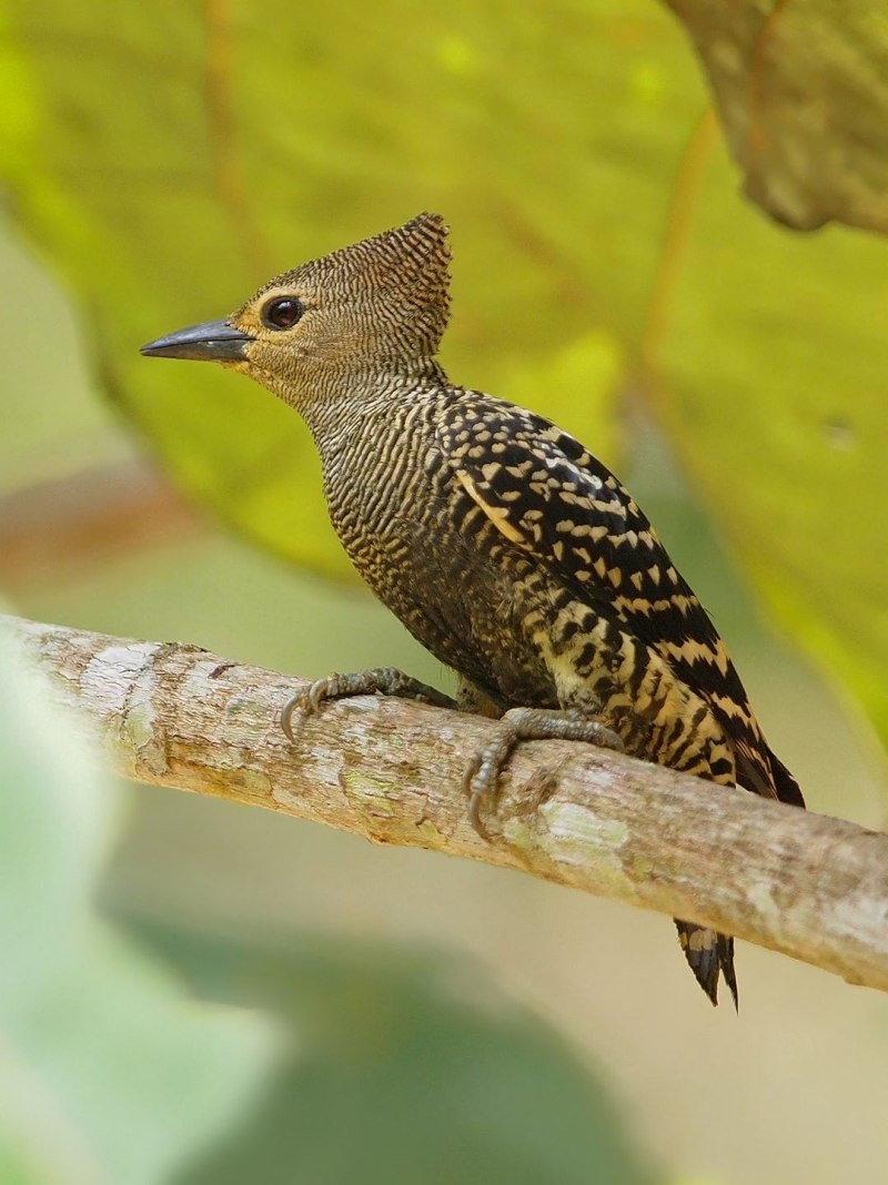Buff-Rumped Woodpecker