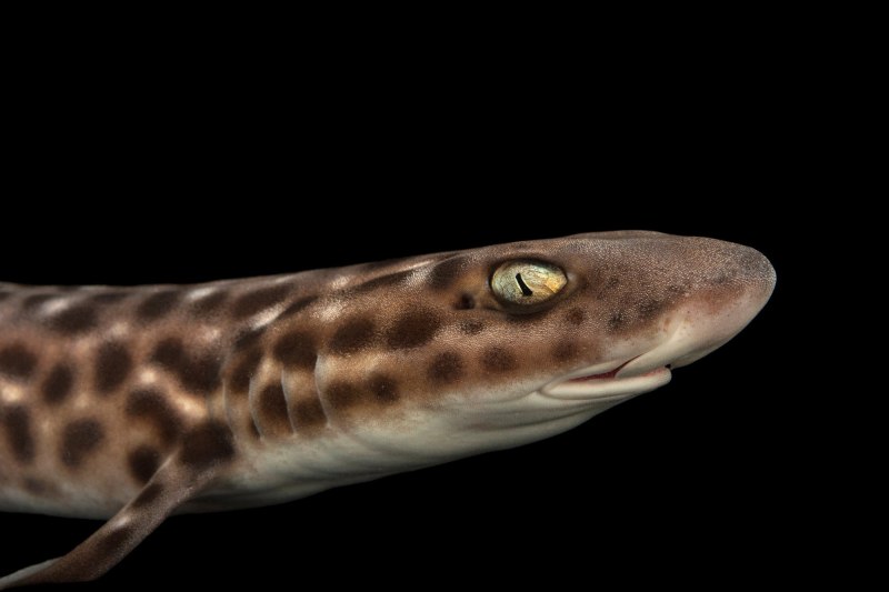 Atelomycterus marmoratus