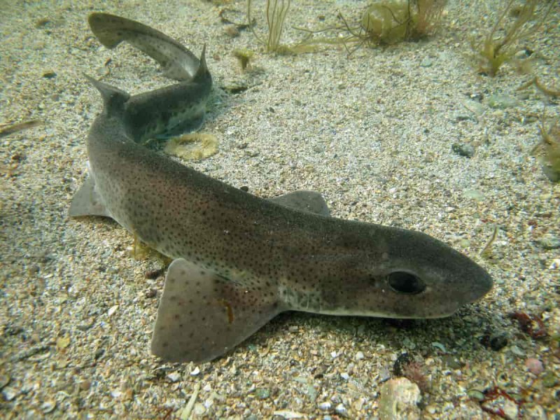 Scyliorhinus canicula Кошачья акула