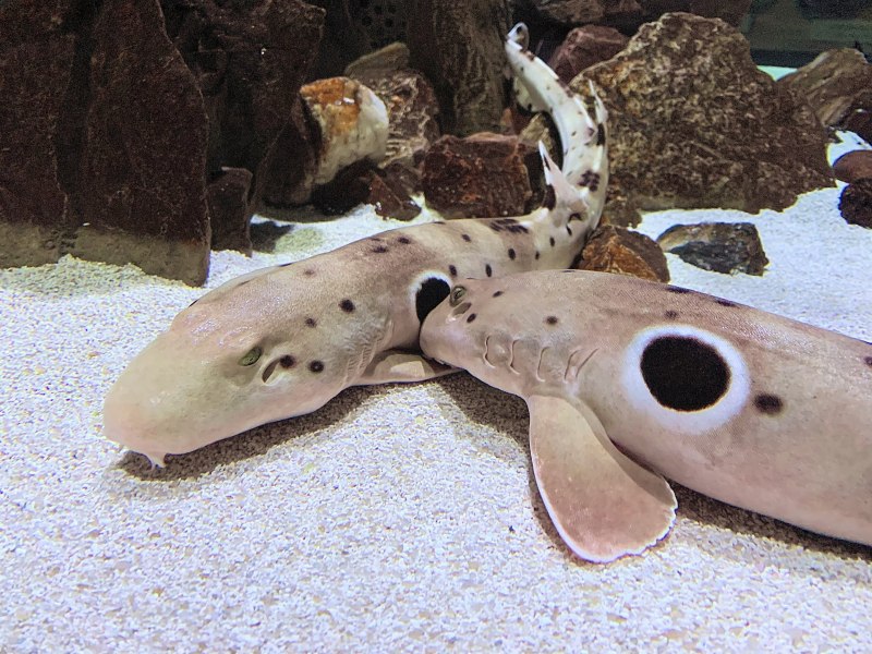 Epaulette Shark