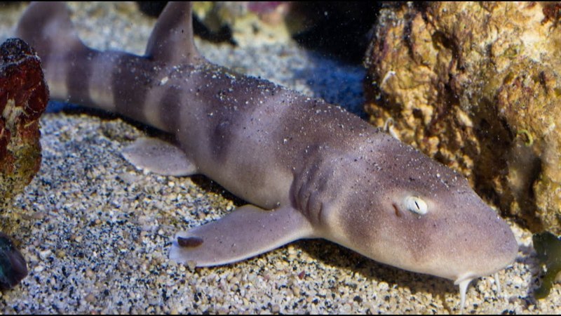 Chiloscyllium punctatum