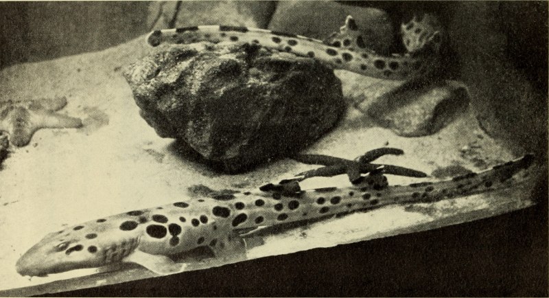 Персидская Кошачья акула