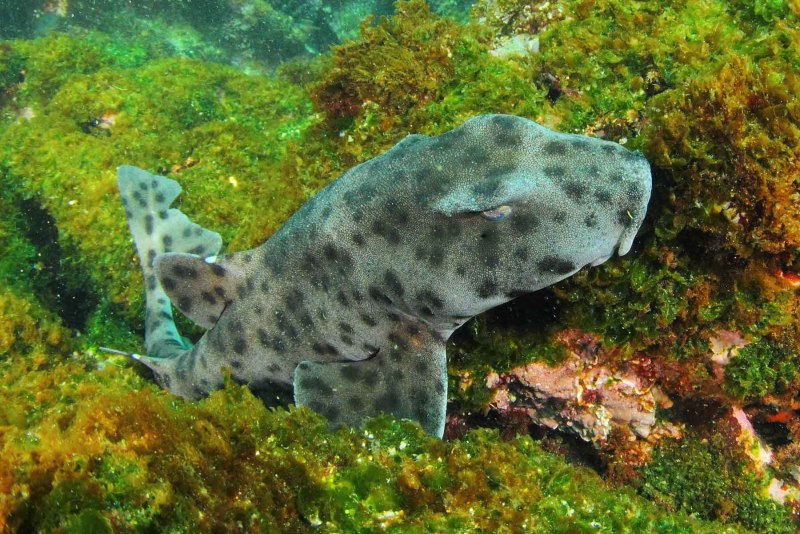 Кошачья акула в черном море