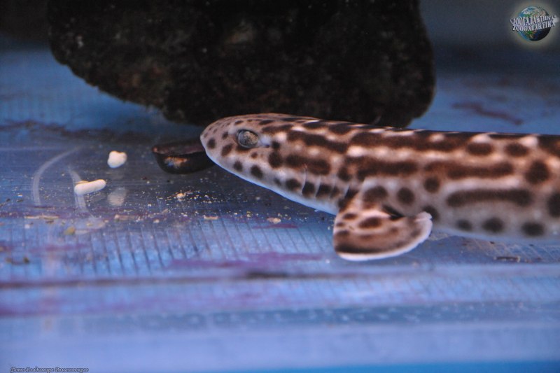 Atelomycterus marmoratus